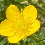 Ranunculus aduncus