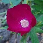 Callirhoe digitata Flower