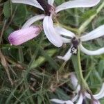 Melia azedarach Λουλούδι