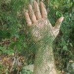 Asparagus umbellatus Leaf