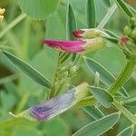 Vicia monantha फूल