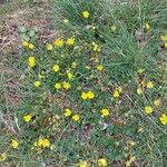Potentilla verna Habitus