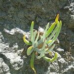 Dudleya densiflora Συνήθη χαρακτηριστικά