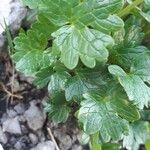 Ranunculus alpestris Leaf