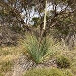 Xanthorrhoea australis 花