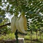 Sesbania grandiflora Blüte