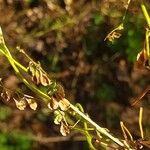 Fallopia dumetorum Fruchs