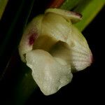 Dendrobium unicarinatum Floro
