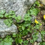 Ranunculus repens Habit