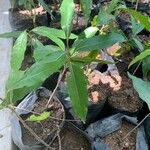 Polyalthia longifolia Φύλλο