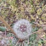 Taraxacum erythrospermumÇiçek