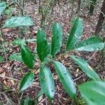 Tapirira guianensis Leaf