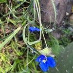 Commelina tuberosa পাতা