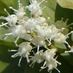 Maianthemum bifolium Květ