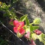 Hibiscus aponeurus Blüte