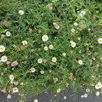 Erigeron karvinskianus عادت