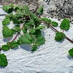 Boerhavia diffusa Habit