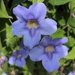 Thunbergia grandiflora फूल