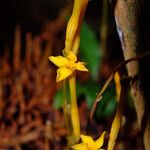 Voyria aphylla 花