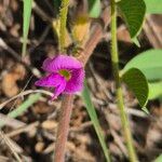 Tephrosia subtriflora Flower