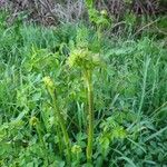 Thalictrum fendleri Leaf