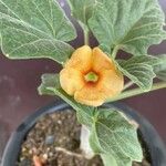 Uncarina peltata Flower