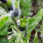 Hyoscyamus niger Fruit