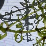 Elodea nuttallii Hoja