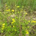 Ranunculus sardous Flor