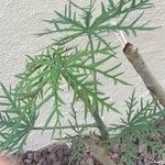 Jatropha multifida Blad