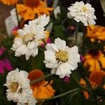 Achillea ptarmica 花