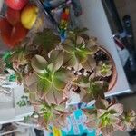 Aeonium leucoblepharum List