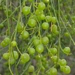 Leptomeria acida Frucht