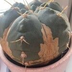 Gymnocalycium pflanzii Hoja