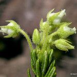 Phyllodoce glanduliflora Kvet