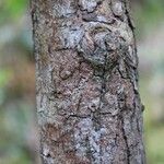 Erythroxylum laurifolium Bark