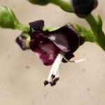 Scrophularia frutescens 花