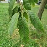 Quercus castaneifolia Листок