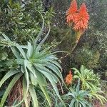 Aloe arborescens Leht