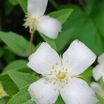 Philadelphus lewisii Blodyn