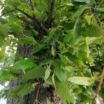 Tilia mongolica 葉