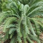 Dioon spinulosum葉