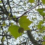 Platanus x hispanica Folha