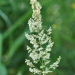 Agrostis stolonifera Flower