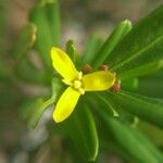 Cneorum tricoccon 花