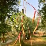 Prosopis glandulosa 果實