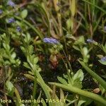 Solenopsis laurentia 形態