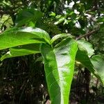 Vangueria madagascariensis Frunză
