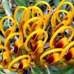 Grevillea robusta Flower