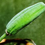 Aristaloe aristata Frugt